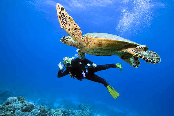 Tauchen Sie auf Koh Tao und beobachten Sie die faszinierenden Meeresschildkröten