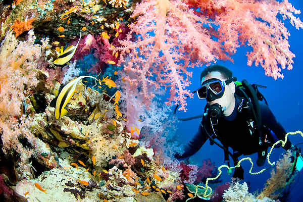 Entdecken Sie die faszinierende Vielfalt an Fischen und Korallen rund um Sail Rock