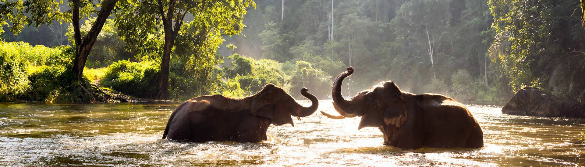 Elefanten in Thailand, faszinierende Sehenswürdigkeiten in Südostasien