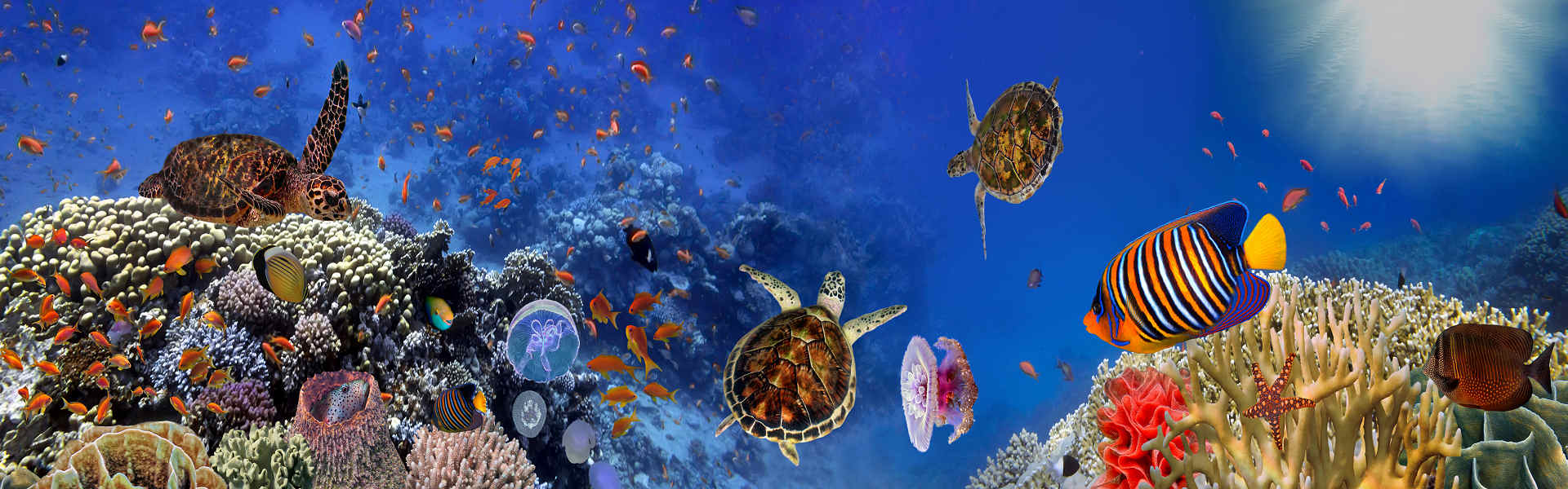 Tauche ein in eine andere Welt: Erlebe Koh Samuis Unterwasserwelt beim Schnorcheln