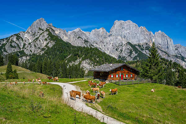 Gemütliche Almhütte in den österreichischen Alpen im Urlaub