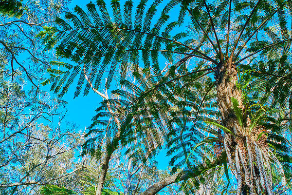 Märchenhafter tropische Feenwald auf La Reunion