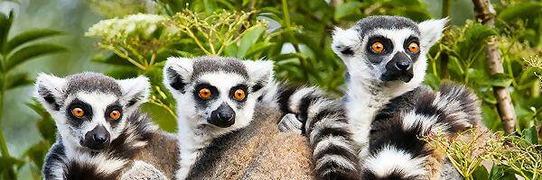 Faszinierende Lemuren auf Madagaskar - die einzigartige Tierwelt der Insel