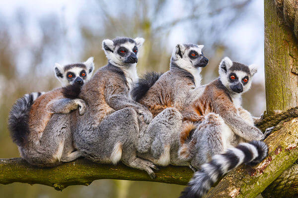 Der Masoala Nationalpark ist ein Regenwaldgebiet in Madagaskar