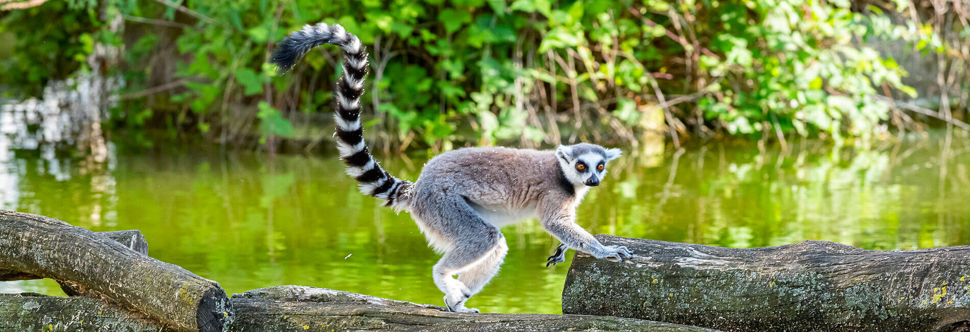 Sehenswürdigkeiten von Madagaskar wie Vulkanfelder, Morondava und die Baobab-Allee, Nationalpark Tsingy de Bemaraha und viele weitere