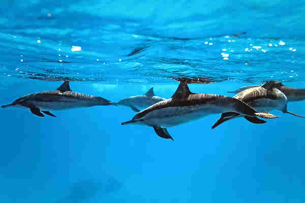 Urlauber genießen eine Delphinbeobachtungstour in den Gewässern der Malediven