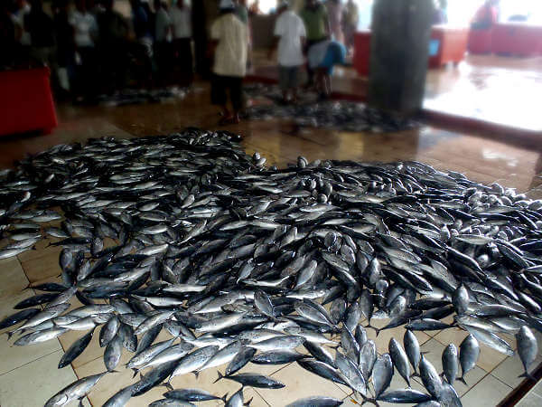 Zu den Sehenswürdigkeiten der Malediven gehört zweifelsohne der Fischmarkt von Malé