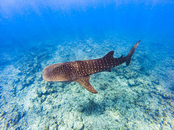 Walhaie sind das ganze Jahr über auf den Malediven zu finden