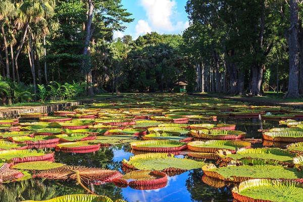 Der Ramgoolam Botanical Garden liegt etwa 8 Kilometer nördlich der Inselhauptstadt Port Louis von Mauritius