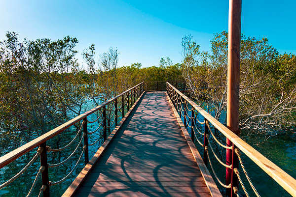 Jubail Mangrove Park, einen Spaziergang durch die natürlichen Mangrovenwälder Abu Dhabis auf Jubail Island