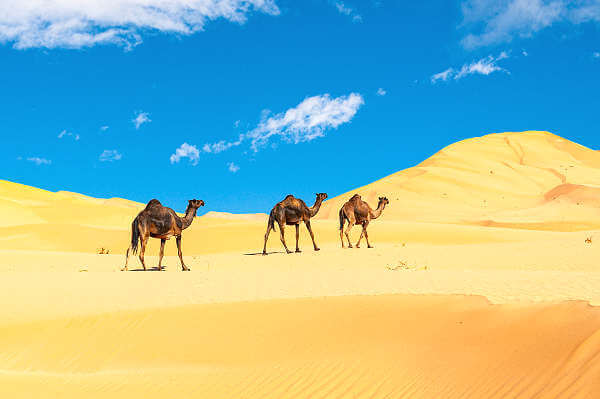 Vor den Toren von Abu Dhabi befindet sich die Rub al Khali, ist die größte Sandwüste der Erde