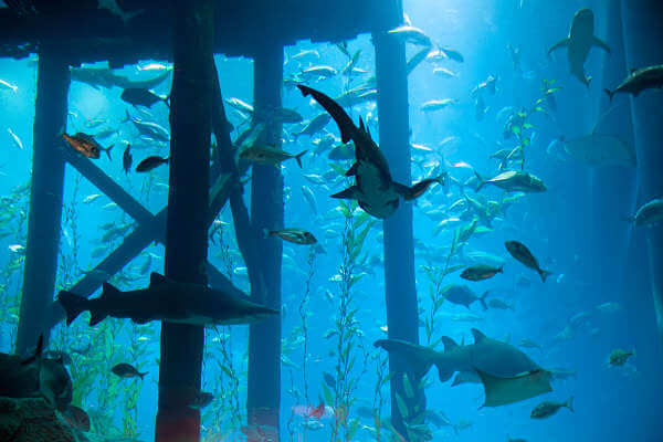 Das Dubai Aquarium ist eines der größten begehbaren Aquarien weltweit