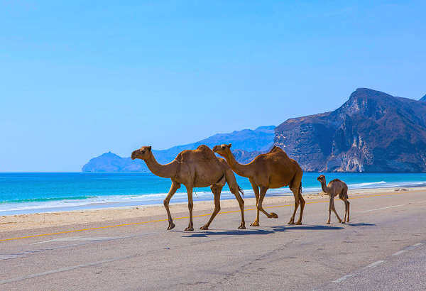 Salala ist die Hauptstadt der Provinz Dhofar im Oman