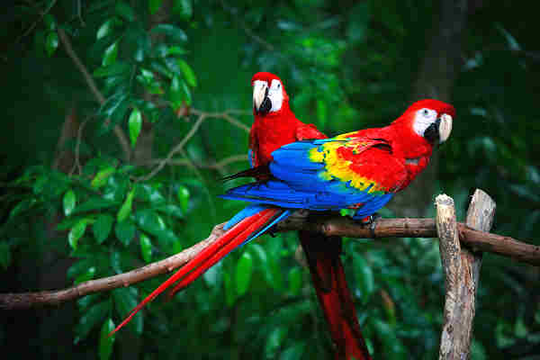 Bangkok - die Stadt der exotischen Vögel. Ob Papageien, Kanarienvögel oder Sittiche - in Bangkok findet man die seltensten Vögel aus aller Welt.