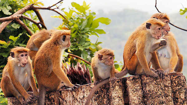 Hua Hin ist eine beliebte Affenattraktion in Thailand