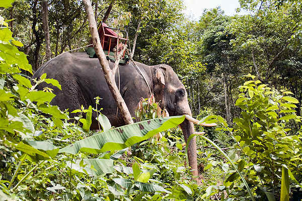Koh Lanta ist ein wunderbarer Ort, um Elefanten zu beobachten