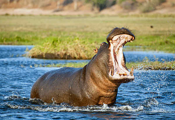 Nilpferd in einem Fluss in Sambia, umgeben von üppiger Vegetation.