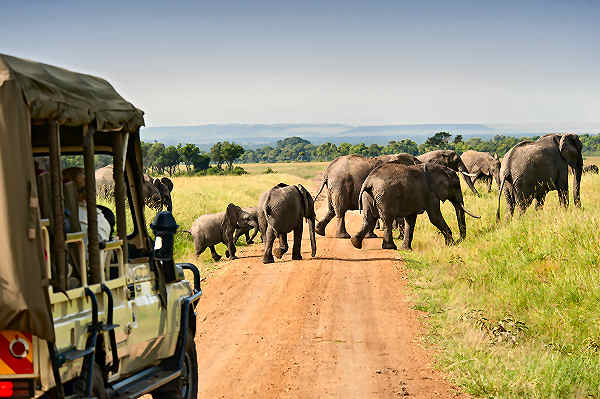 Ein Elefant steht majestätisch in der Savanne von Simbabwe während einer Safari bei Sonnenuntergang.