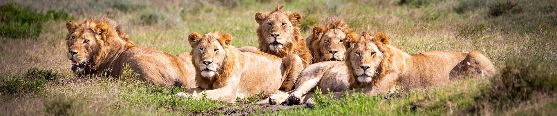 Entdecke die faszinierendsten Reiseziele in Afrika. Von Safaris in Kenia bis zu Stränden in Sansibar – jetzt buchen!