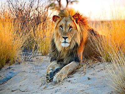 Afrika Reiseziele entdecken – AsiaGo Löwe in der Savanne – Safari-Reiseziel in Afrika mit AsiaGo