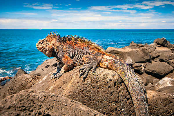 Exotische Tierwelt und atemberaubende Landschaften auf den Galapagos-Inseln in Südamerika