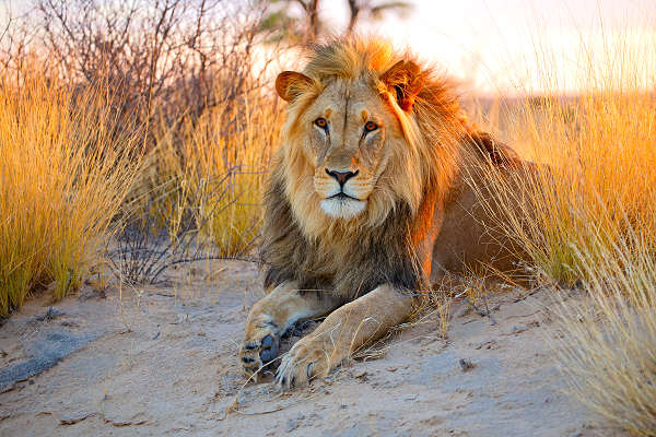 Unsere beliebtesten Afrika Reisen mit wilden Tieren und spektakuläre Natur