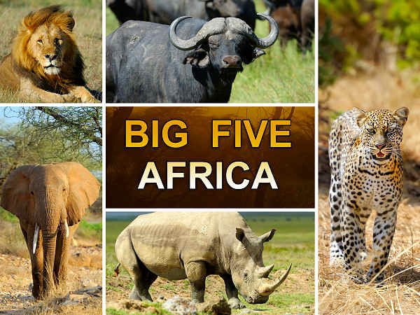 Traumhafte Rundreisen Afrika – die Big Five  auf einer Safari hautnah erleben.