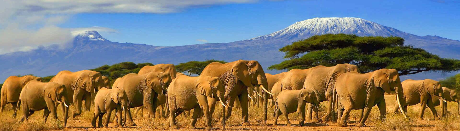 Rundreise durch Afrika, atemberaubende Natur. Bestaunen Sie eine Elefantenherde am Kilimanjaro.