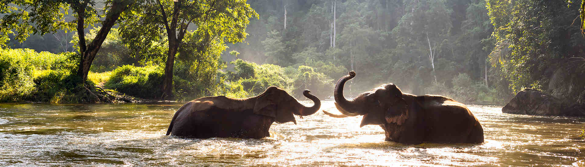 Eine Gruppe Elefanten, darunter Kühe und Jungtiere, baden an einem heißen Tag in einem Fluss in Asien. Die Elefanten planschen im Wasser, spritzen sich gegenseitig und nutzen ihre Rüssel zum Duschen.