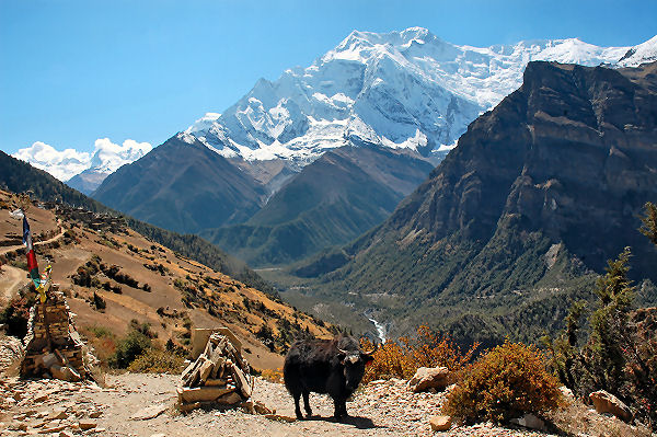 Nepal Rundreise: Der Langtang-Nationalpark ist einer der beliebtesten Nationalparks in Nepal