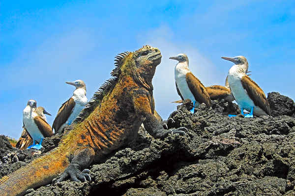 Ursprünglich und unberührt – die Galapagosinseln Südamerika entdecken.