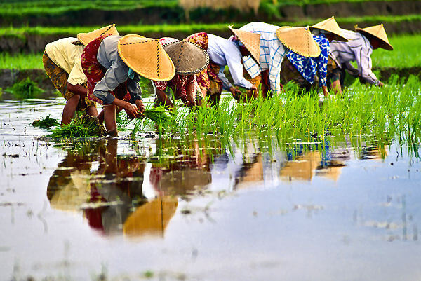 Erleben Sie Vietnam hautnah – auf einer Rundreise durch das Mekong Delta
